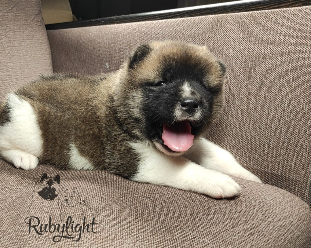 щенки Акита американская купить санкт-петербург питомник RUBYLIGHT BIYA & Dilinze's Hause Orion