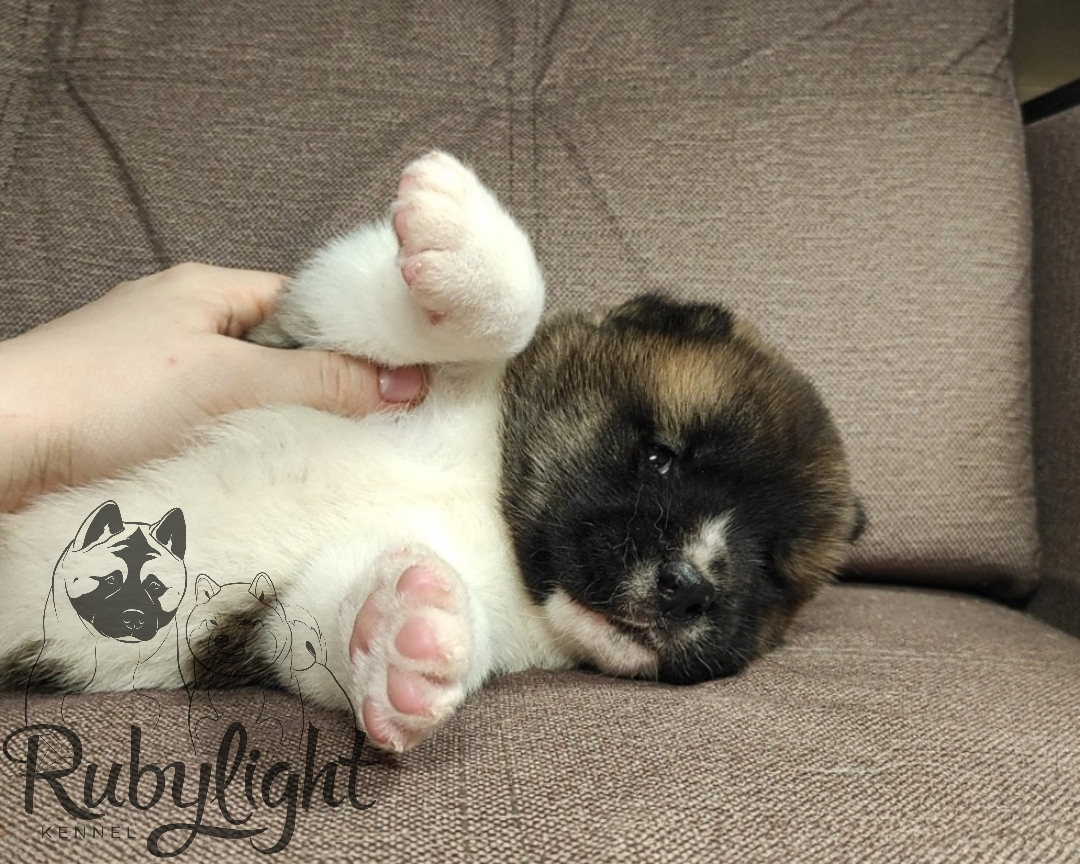 щенки Акита американская купить санкт-петербург питомник RUBYLIGHT BIYA & Dilinze's Hause Orion