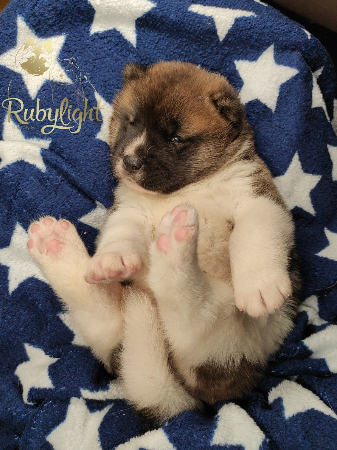 щенки Акита американская купить санкт-петербург питомник RUBYLIGHT BIYA & Dilinze's Hause Orion