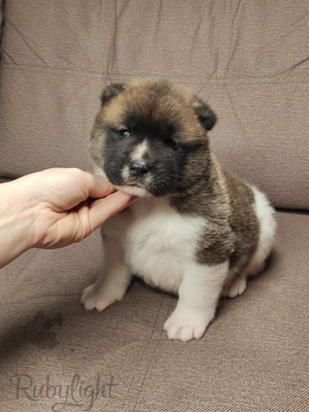 щенки Акита американская купить санкт-петербург питомник RUBYLIGHT BIYA & Dilinze's Hause Orion