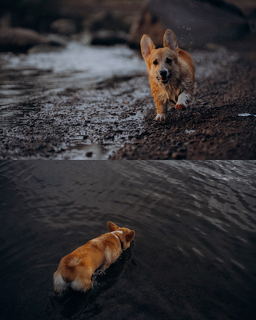 Катя и Берта. Фотограф анималист в Москве и Санкт-Петербурге Свиридова Анна