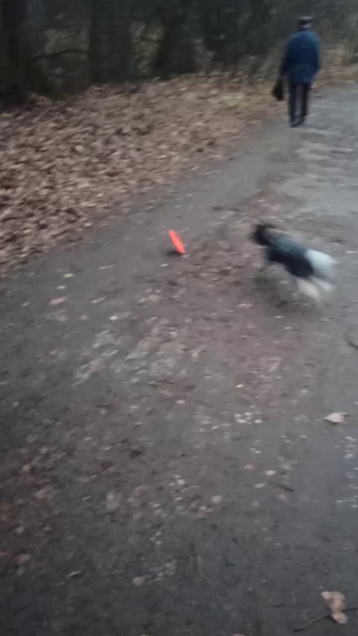 Рейко сынок Честера. Питомник китайских хохлатых собак Poale Ell: купить щенка в питомнике