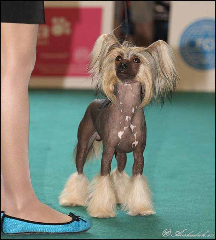 Нерону (Zlato Dinastii Neron) — 14 лет. Поздравляем тебя, наш знаменитый папа!. Питомник китайских хохлатых собак Poale Ell: купить щенка