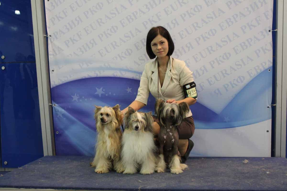 Нерону (Zlato Dinastii Neron) — 14 лет. Поздравляем тебя, наш знаменитый папа!. Питомник китайских хохлатых собак Poale Ell: купить щенка