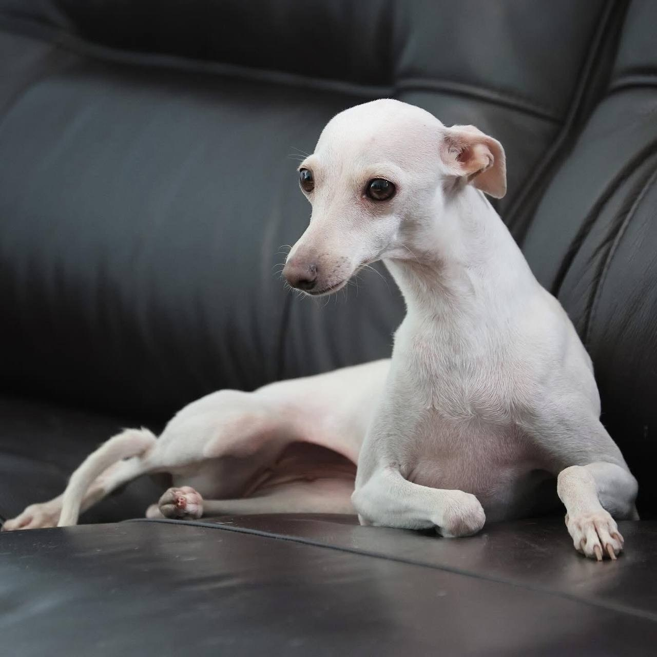 Белые девочки. Профессиональный питомник левреток РКФ/FCI ASTI SAPPHIRE 💎 Сочи|Санкт-Петербург