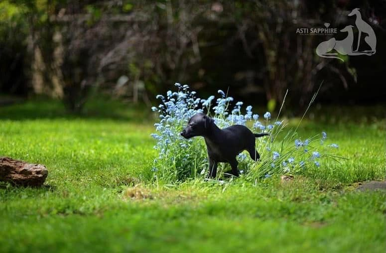 Asti Sapphire Esmeralda La Bella. Профессиональный питомник левреток РКФ/FCI ASTI SAPPHIRE 💎 Сочи|Санкт-Петербург