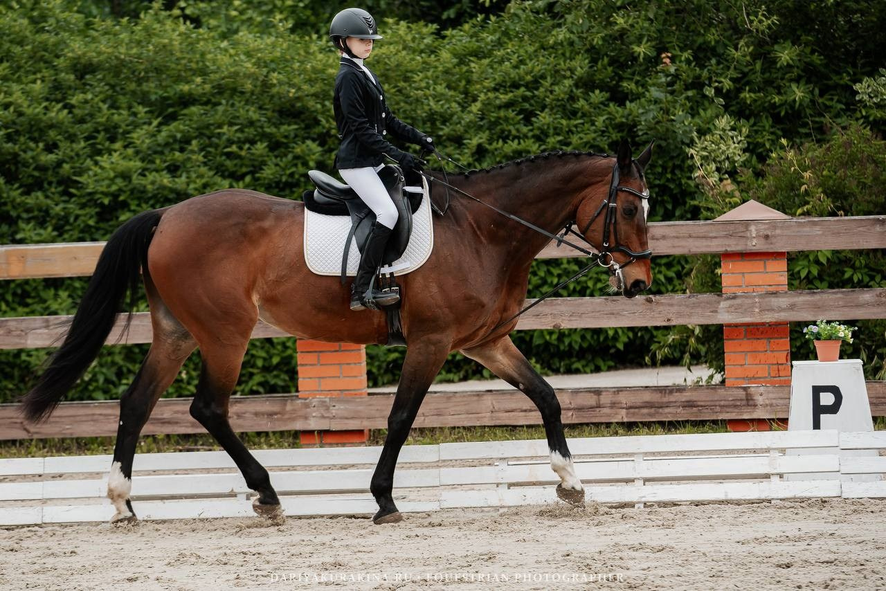 СОРЕВНОВАНИЯ ПО ВЫЕЗДКЕ, КОНИШКОЛА «ОЛИМПИЯ». Куракина Дарья • Конный фотограф