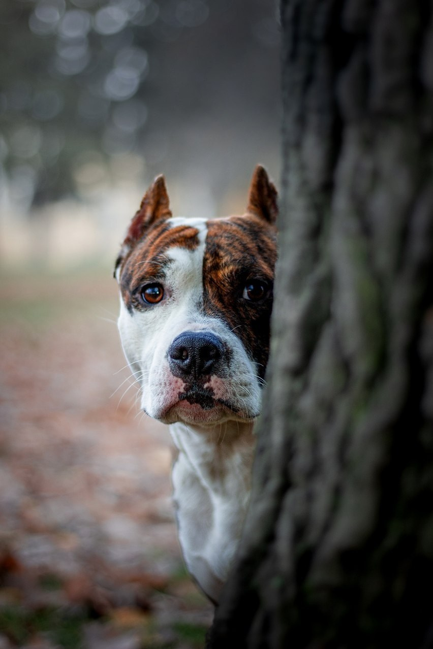 Анималистика. Никита Соловьев | Фотограф в Санкт-Петербурге