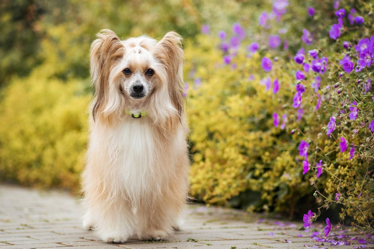 Poale Ell Veles. Chinese Crested Dog Kennel Poale Ell