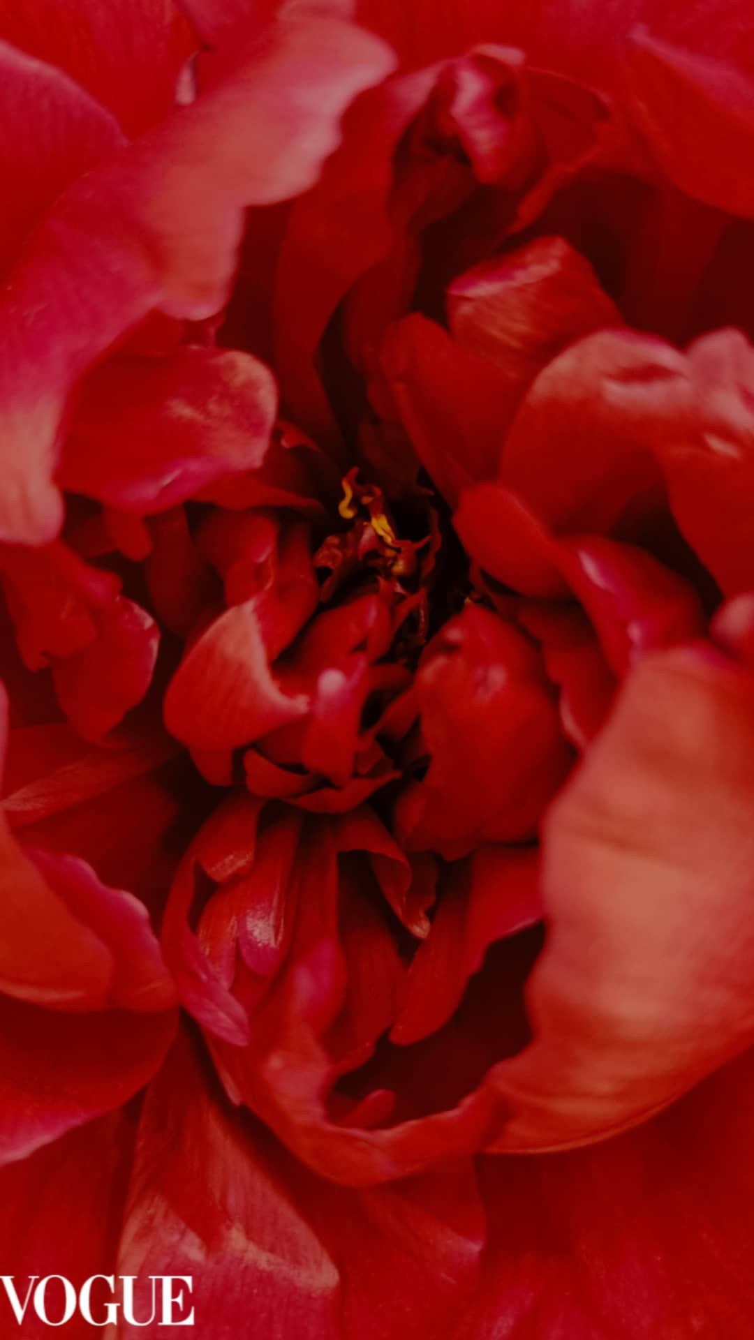 Цветы. Фотограф из Санкт-Петербурга/Катерина Зайцева