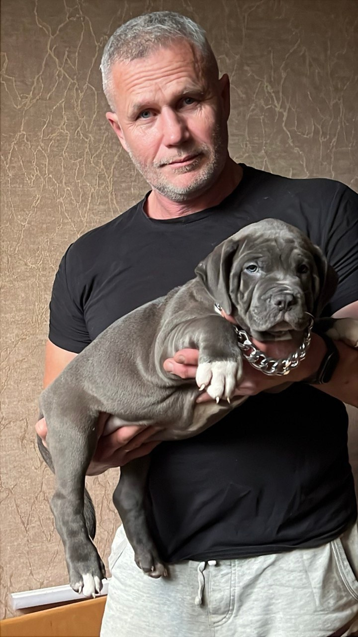 Все свободные щенки. Американские булли XL в г. Калининград. Питомник Great Bully UNIVERSE