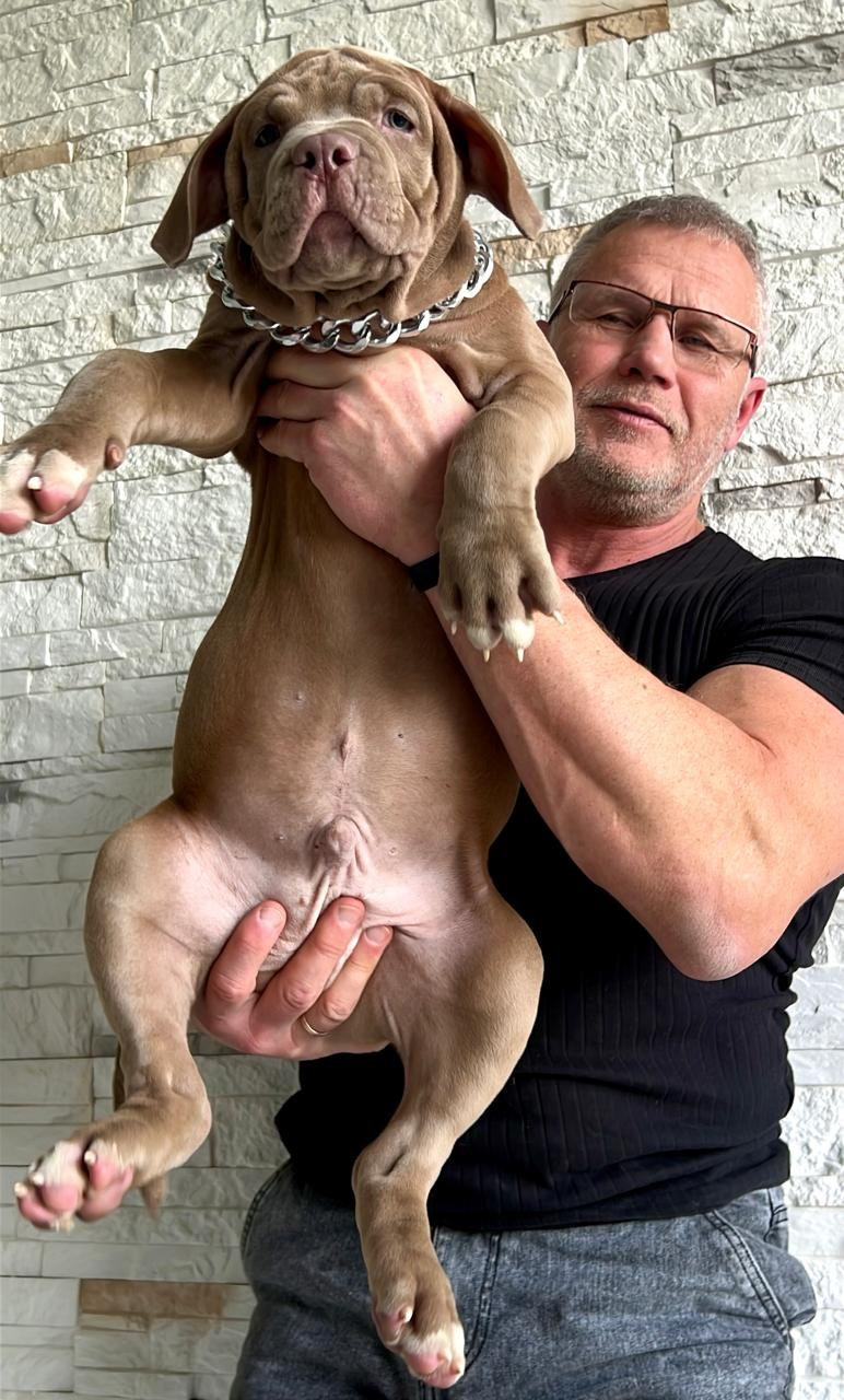 Все свободные щенки. Американские булли XL в г. Калининград. Питомник Great Bully UNIVERSE