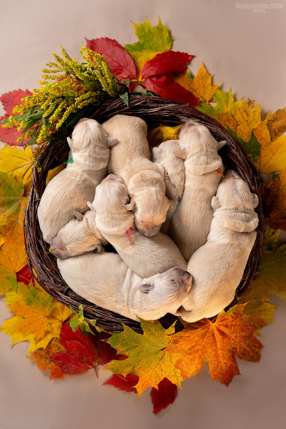 Ньюборн фотосессия щенков. Фотограф собак в Москве и Московской области Иванушкина Мария