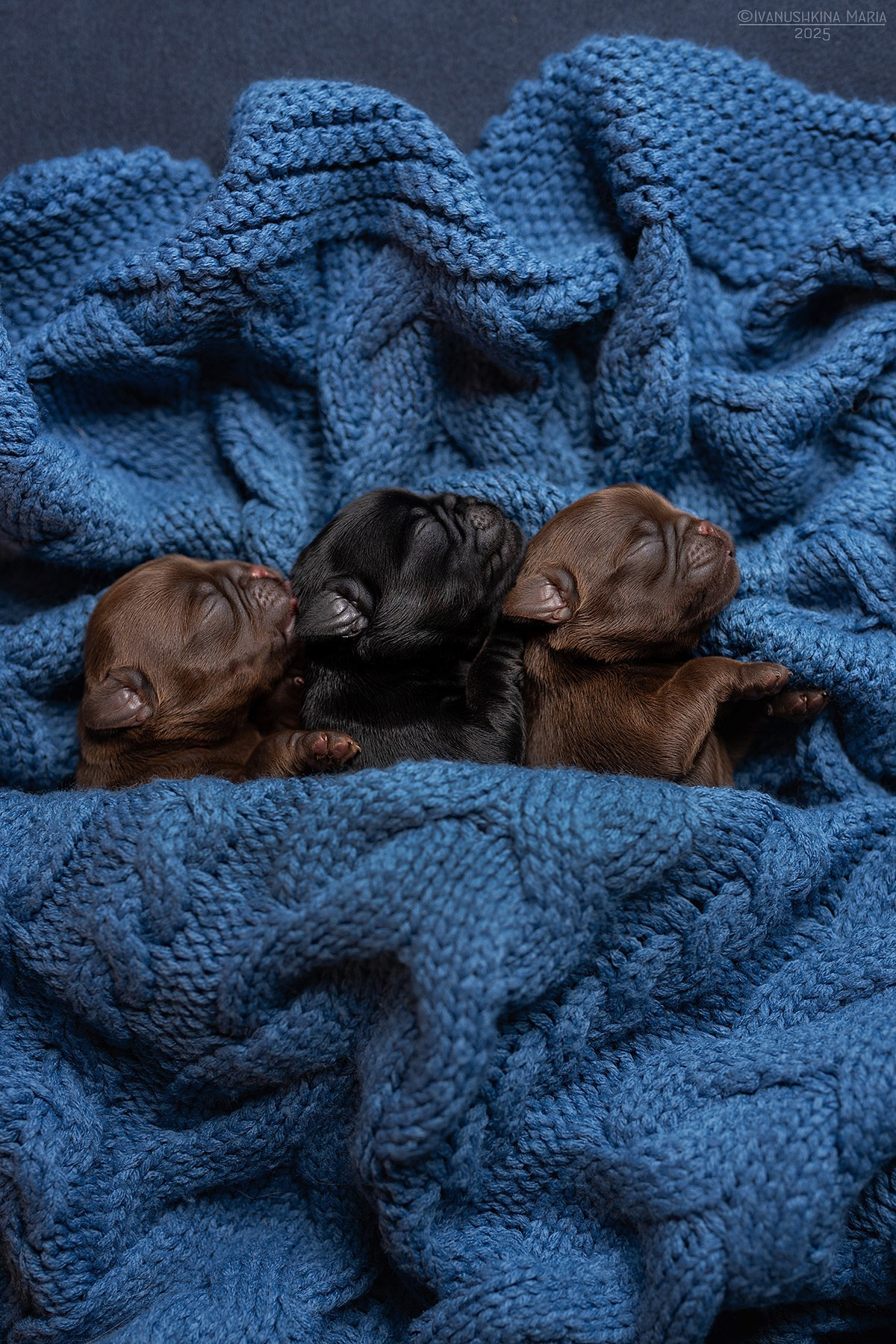 Ньюборн фотосессия щенков. Фотограф собак в Москве и Московской области Иванушкина Мария