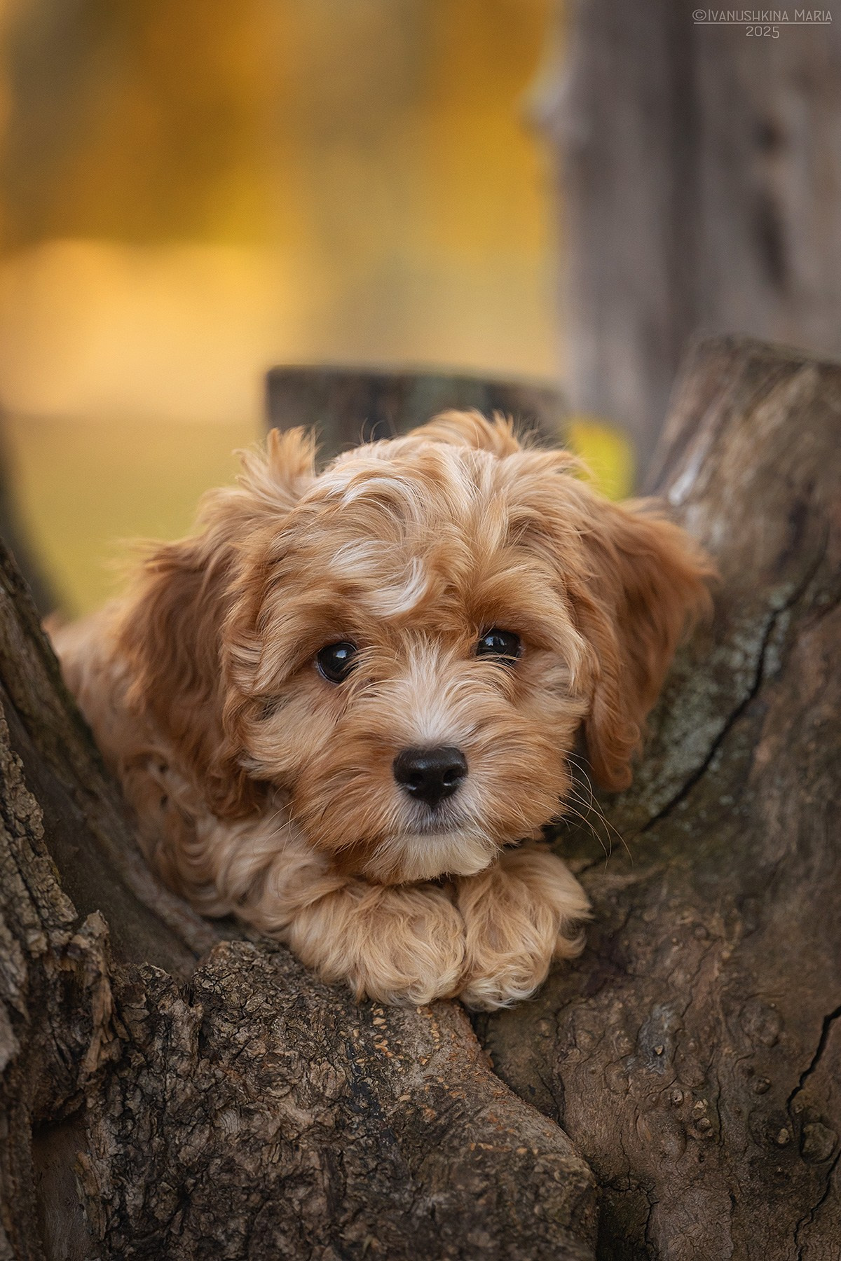 Фотосессия щенков на продажу. Фотограф собак в Москве и Московской области Иванушкина Мария