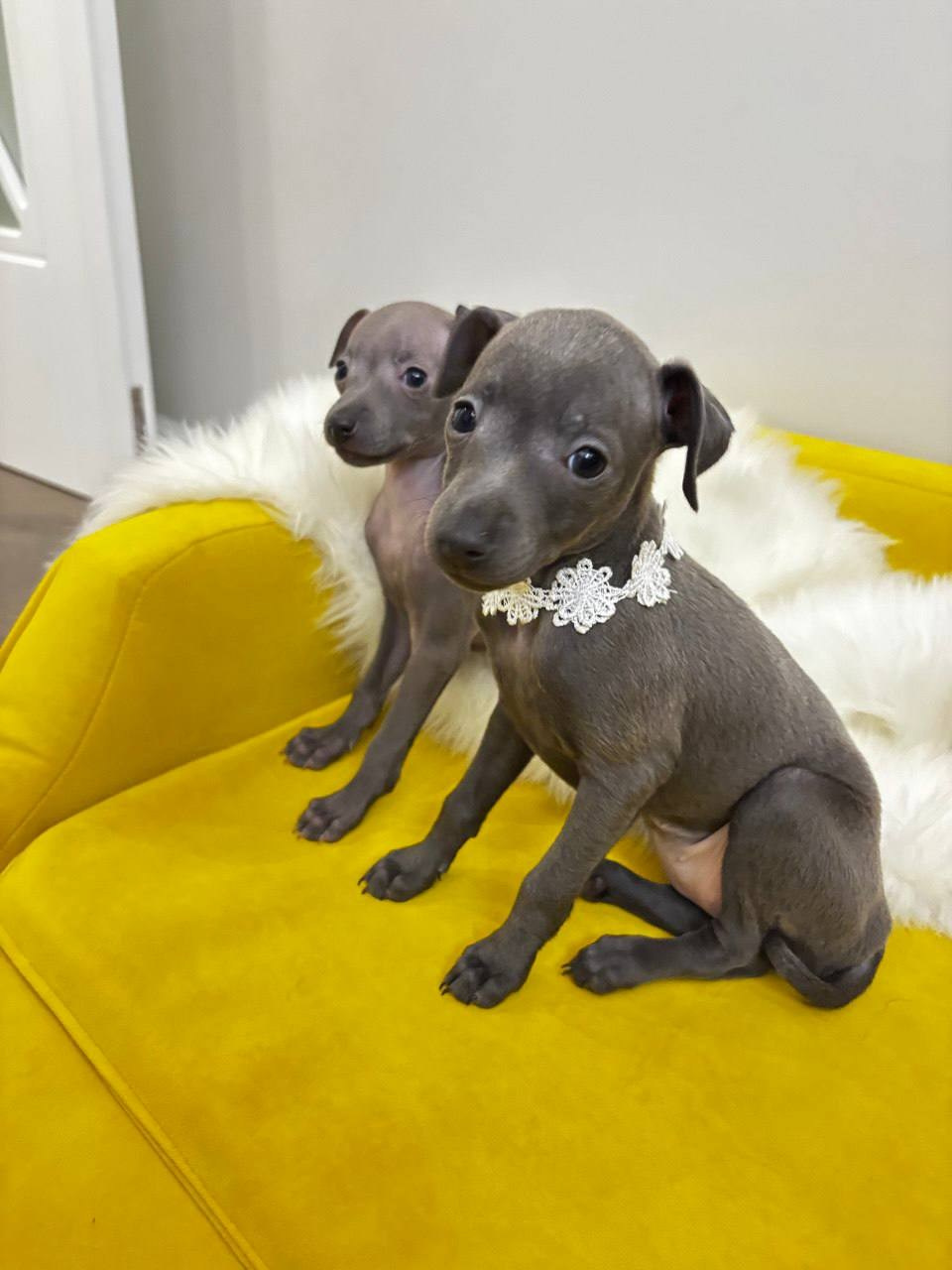 Голубые малыши. Профессиональный питомник левреток РКФ/FCI ASTI SAPPHIRE 💎 Сочи|Санкт-Петербург