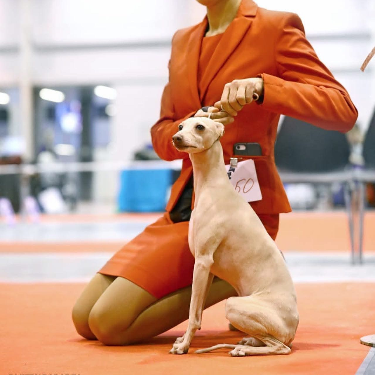 Выпускники ЧЕМПИОНЫ. Профессиональный питомник левреток РКФ/FCI ASTI SAPPHIRE 💎 Сочи|Санкт-Петербург