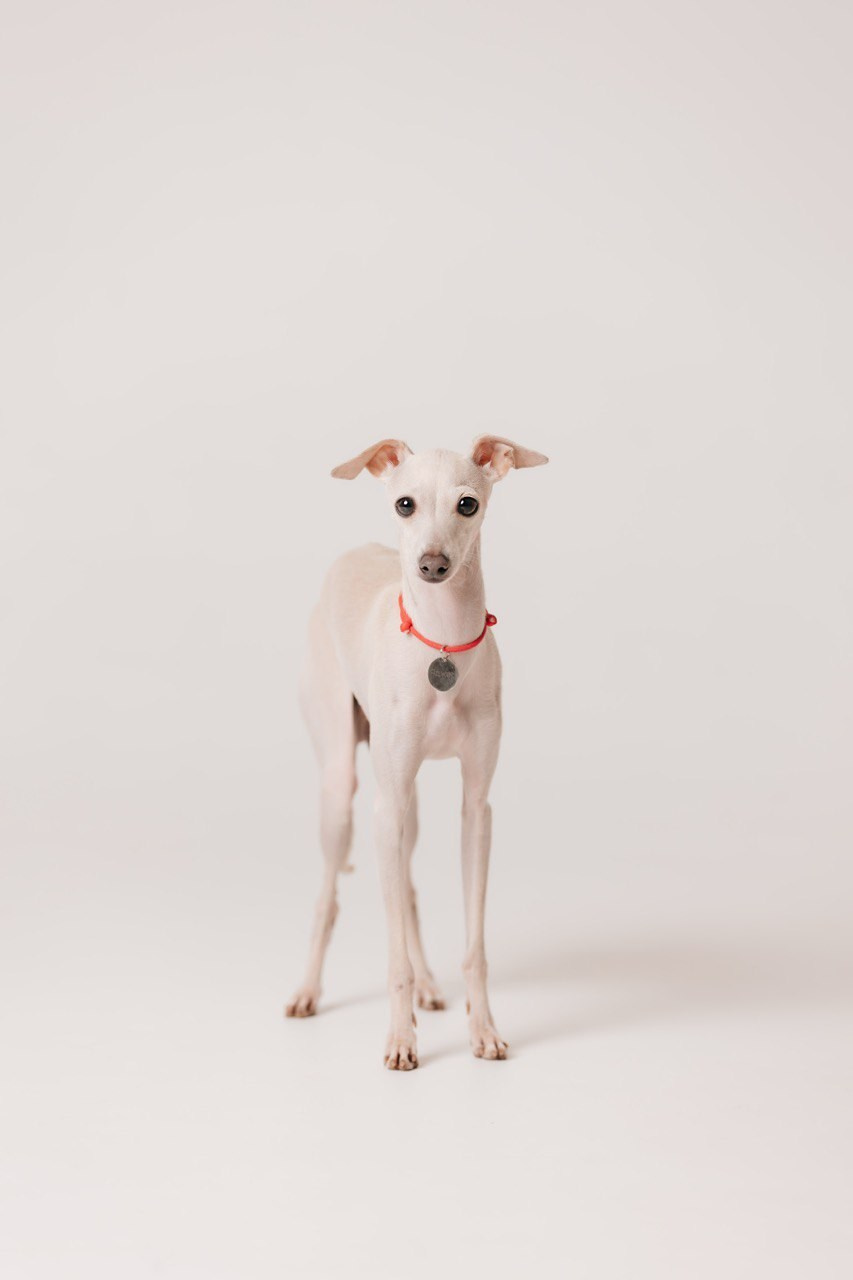 Празднуем дни Рождения. Профессиональный питомник левреток РКФ/FCI ASTI SAPPHIRE 💎 Сочи|Санкт-Петербург