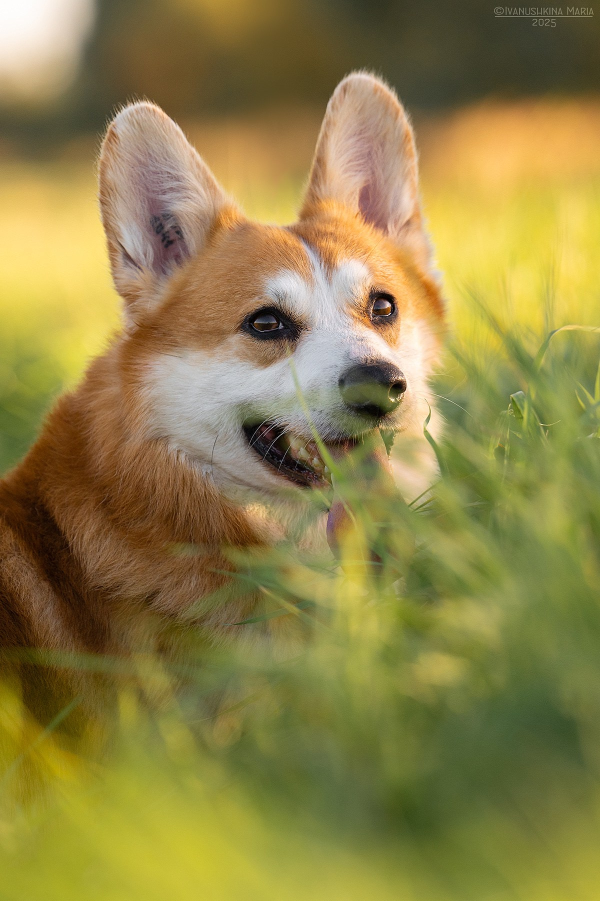 Фотограф-анималист. Фотограф собак в Москве и Московской области Иванушкина Мария