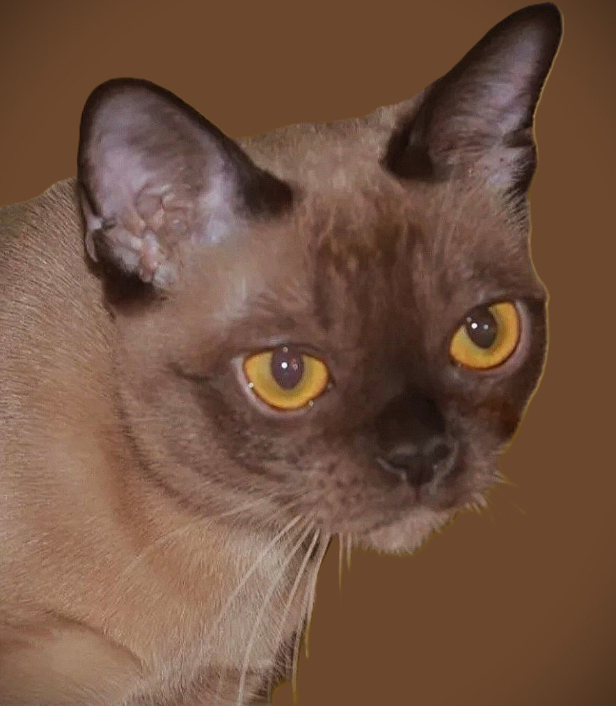 Котёнок американской бурмы. Las Burmas — питомник американской бурмы традиционных линий