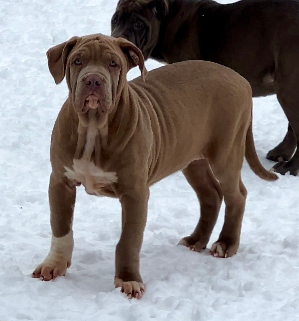 Все свободные щенки. Американские булли XL в г. Калининград. Питомник Great Bully UNIVERSE