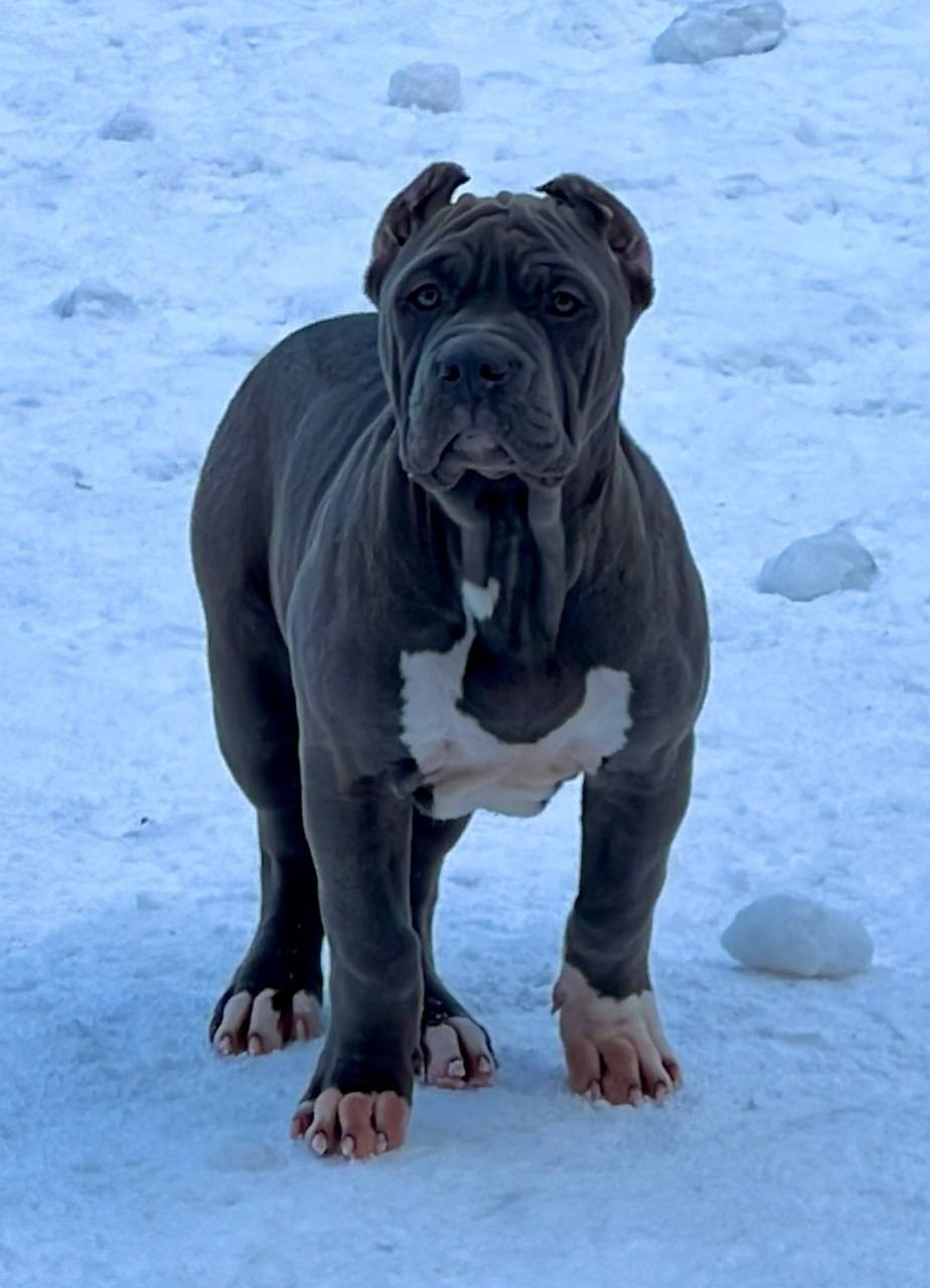 Hunter&Queenie, 10.09.25. Американские булли XL в г. Калининград. Питомник Great Bully UNIVERSE