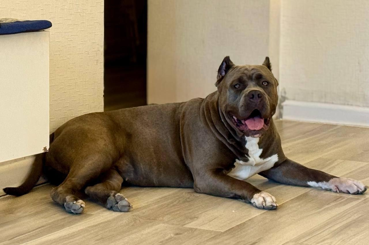 UPB’s Queenie & Zeus. 16.04.24. Американские булли XL в г. Калининград. Питомник Great Bully UNIVERSE
