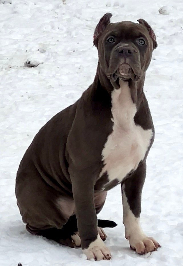 Все свободные щенки. Американские булли XL в г. Калининград. Питомник Great Bully UNIVERSE