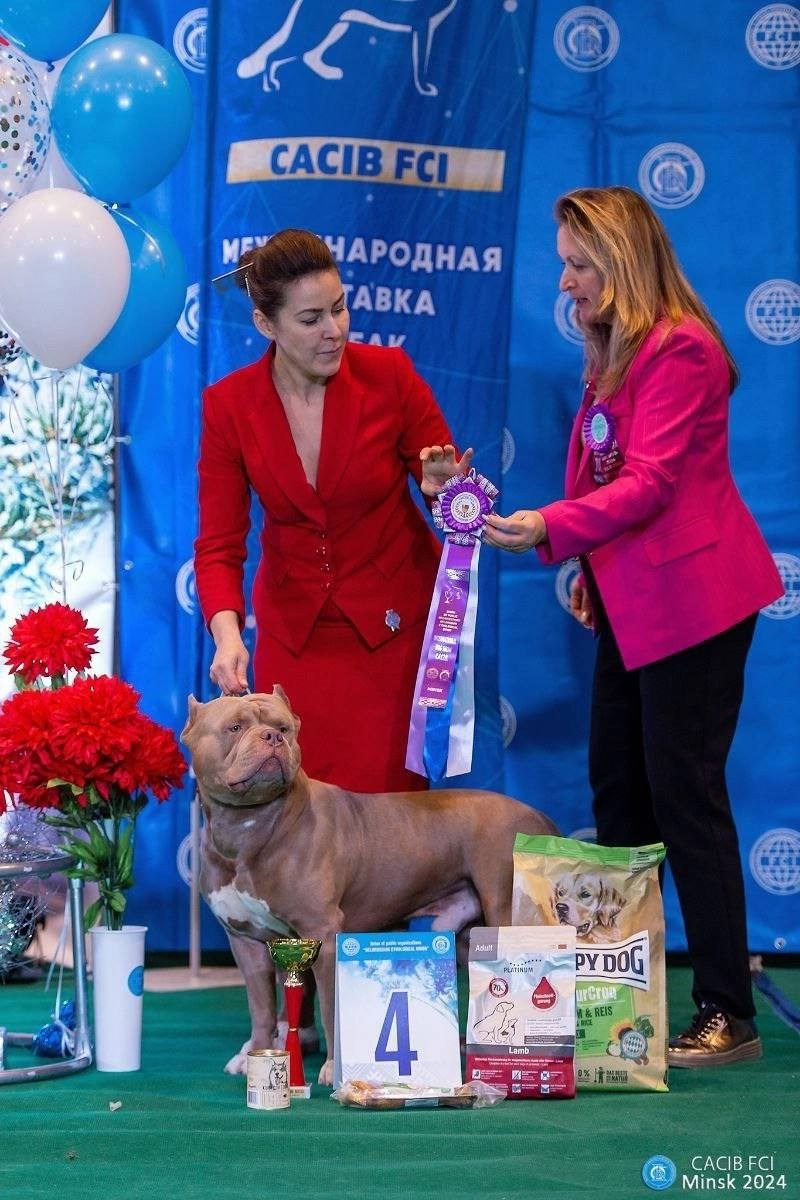 Участие в выставках. Американские булли XL в г. Калининград. Питомник Great Bully UNIVERSE