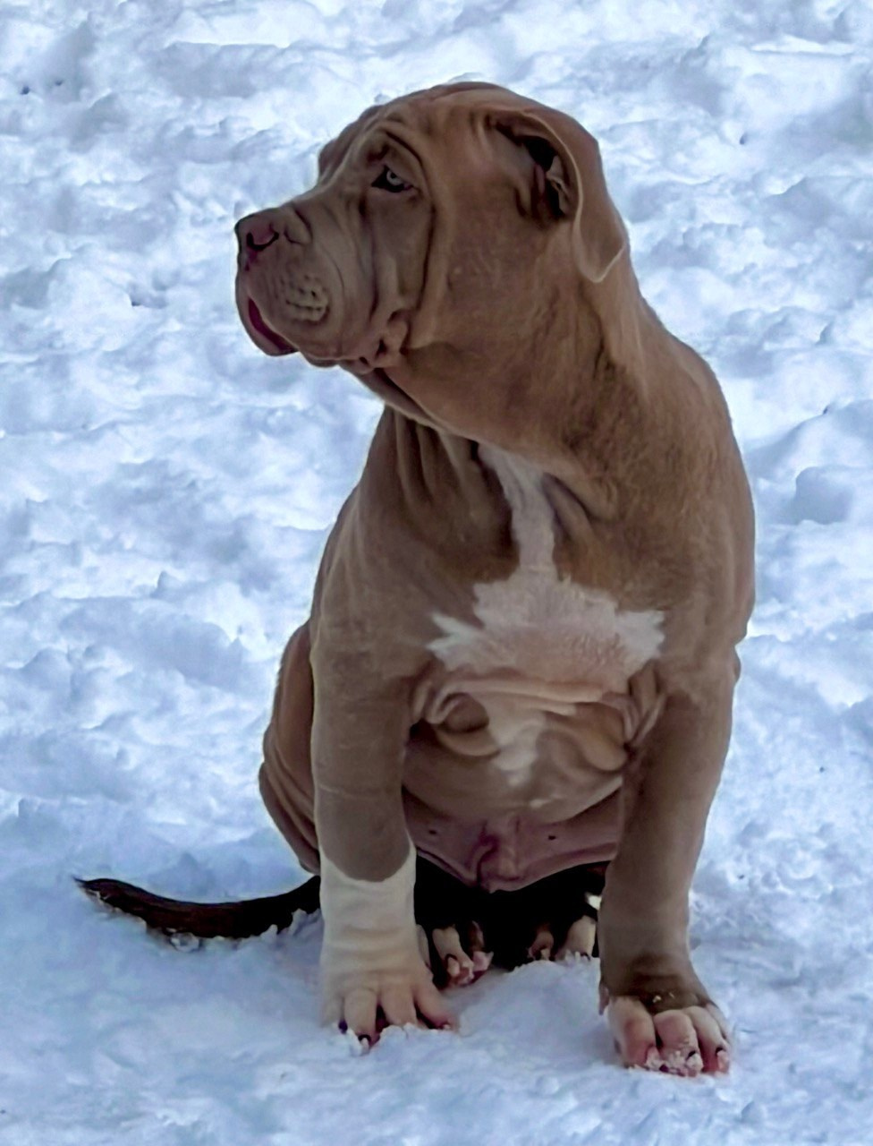 Все свободные щенки. Американские булли XL в г. Калининград. Питомник Great Bully UNIVERSE