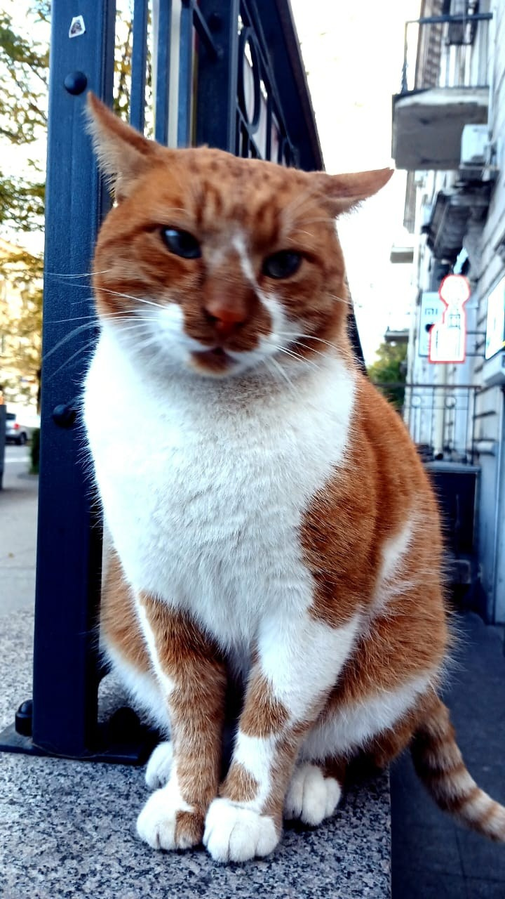 Севастопольские коты в объективе мобильного телефона. Фотограф Александр Лайкачев