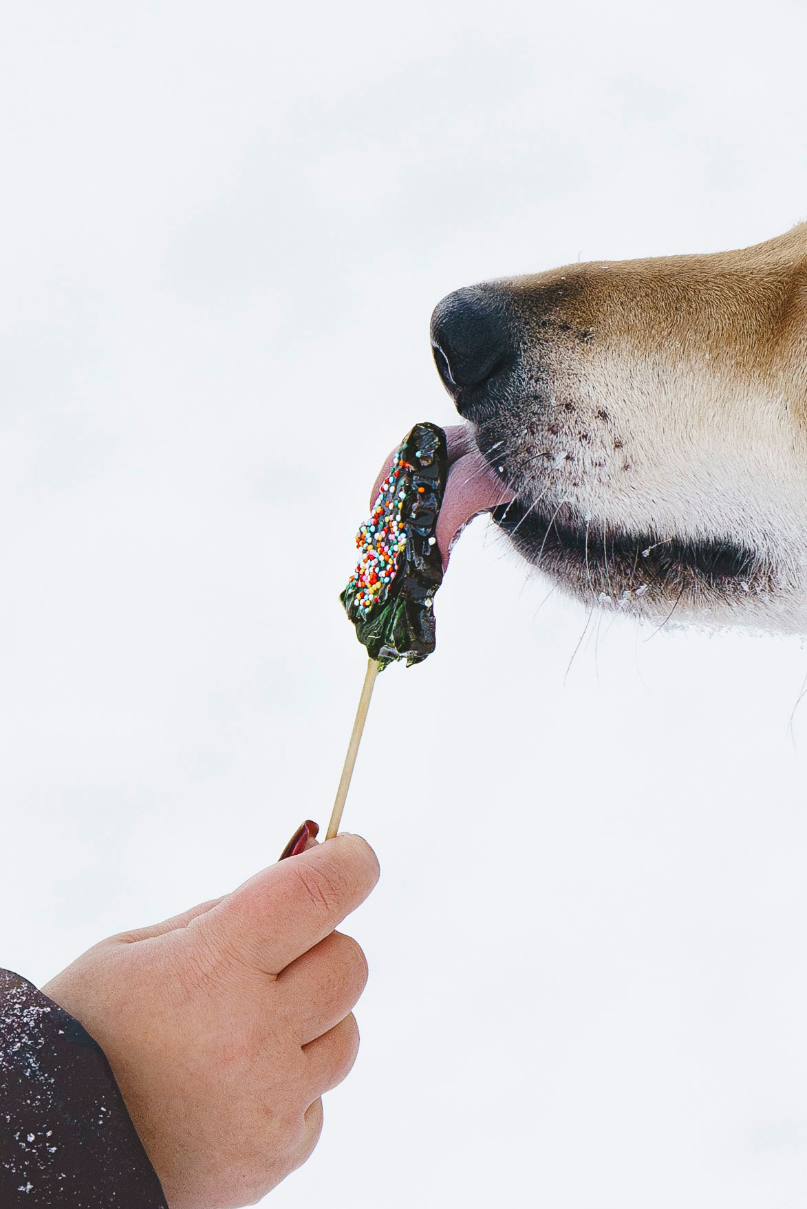 Рэй, Кузя, Ольга и Александр. Фотограф анималист в Спб недорого Олеся Майорова