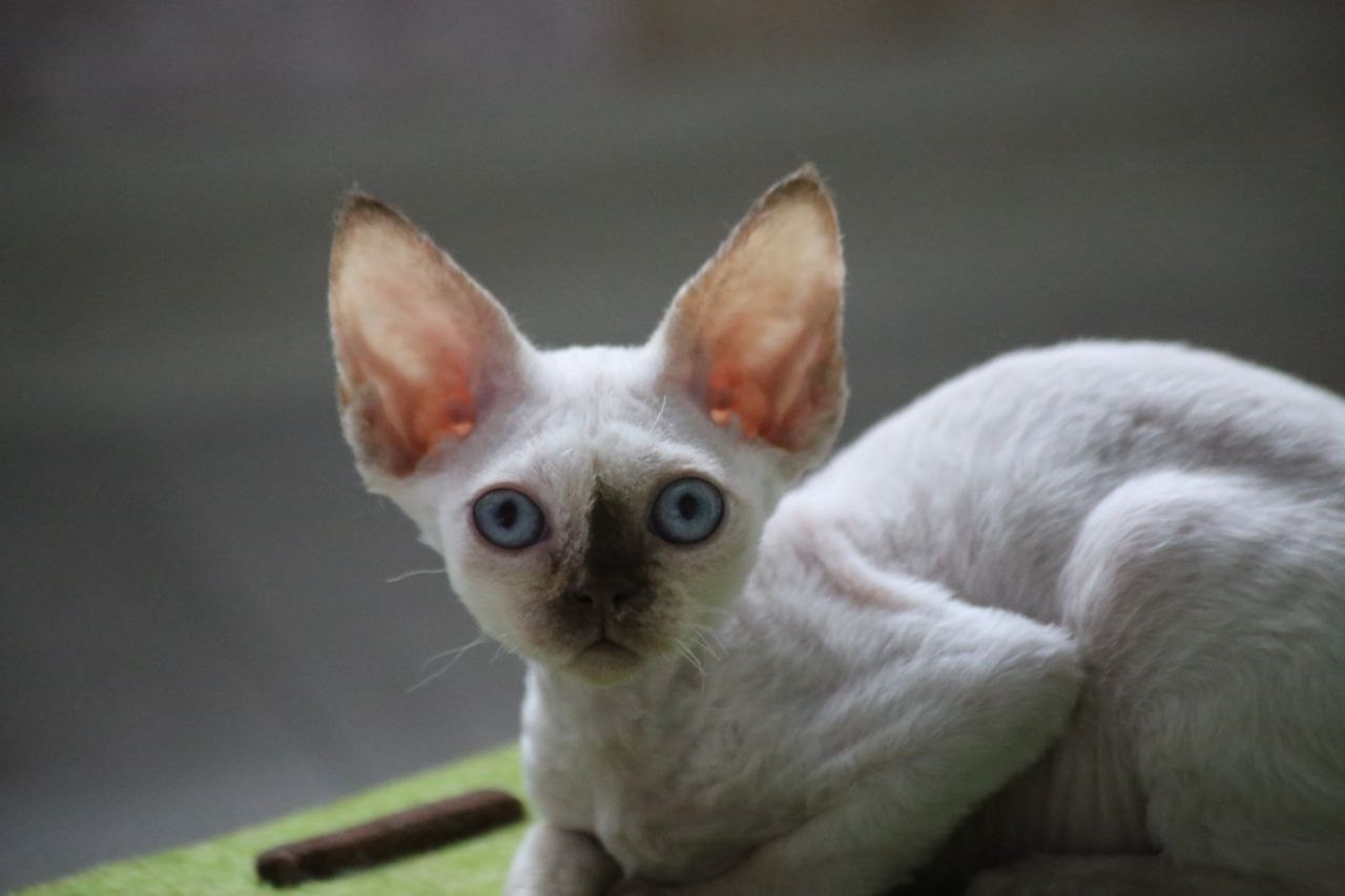 💜DRX h 33 кошка Nevskiy Favorite  Jalina д/р 15.11.25. Nevskiy Favorite — питомник девон-рексов в Санкт-Петербурге. Здоровые, ласковые и редкие котята