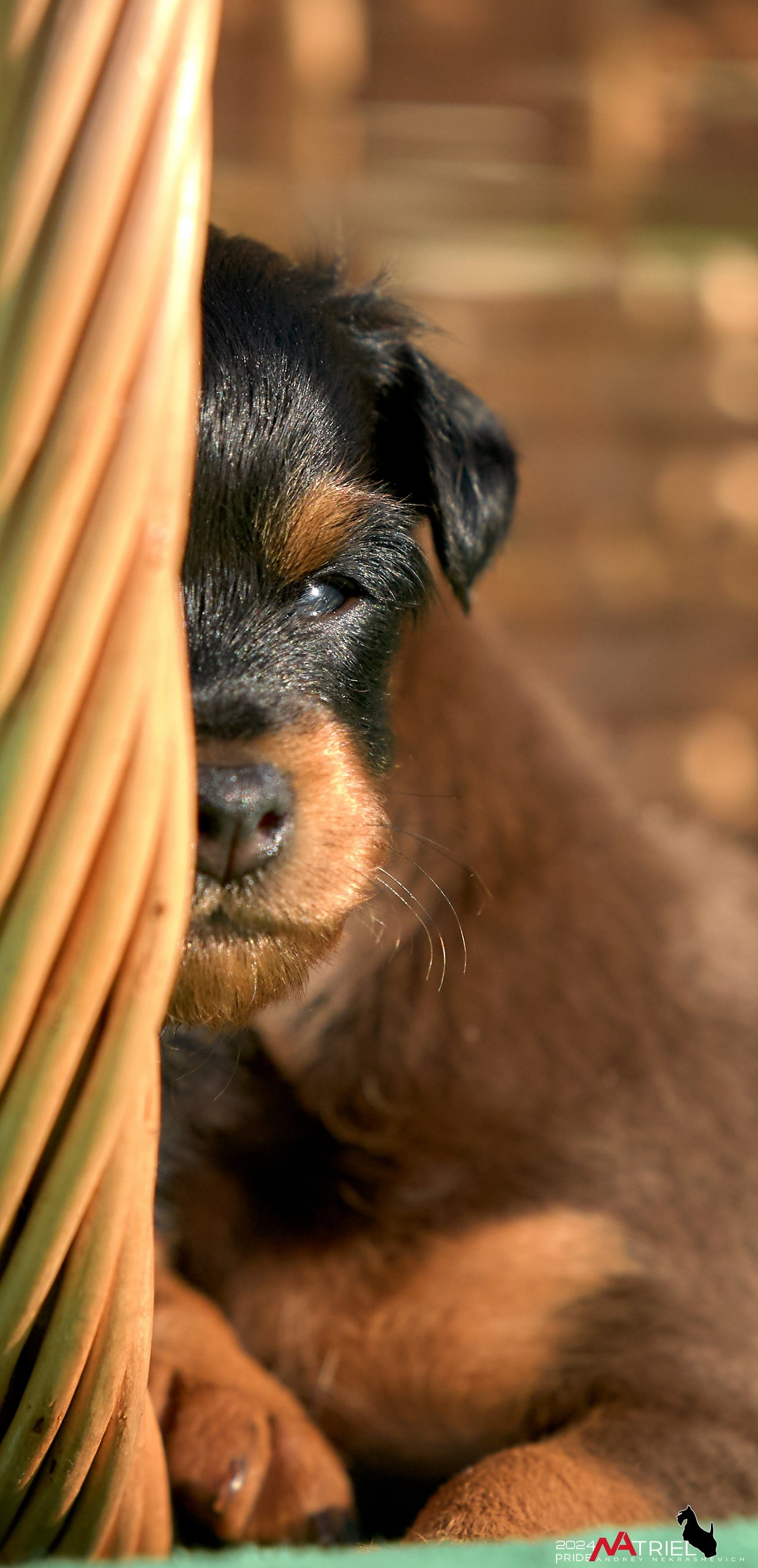Фотопрогулка с крысариками