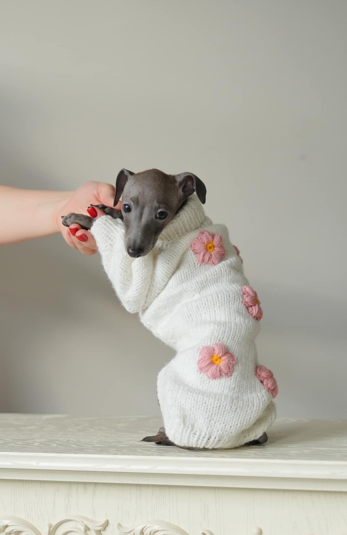 Профессиональный питомник левреток РКФ/FCI ASTI SAPPHIRE 💎 Сочи|Санкт-Петербург