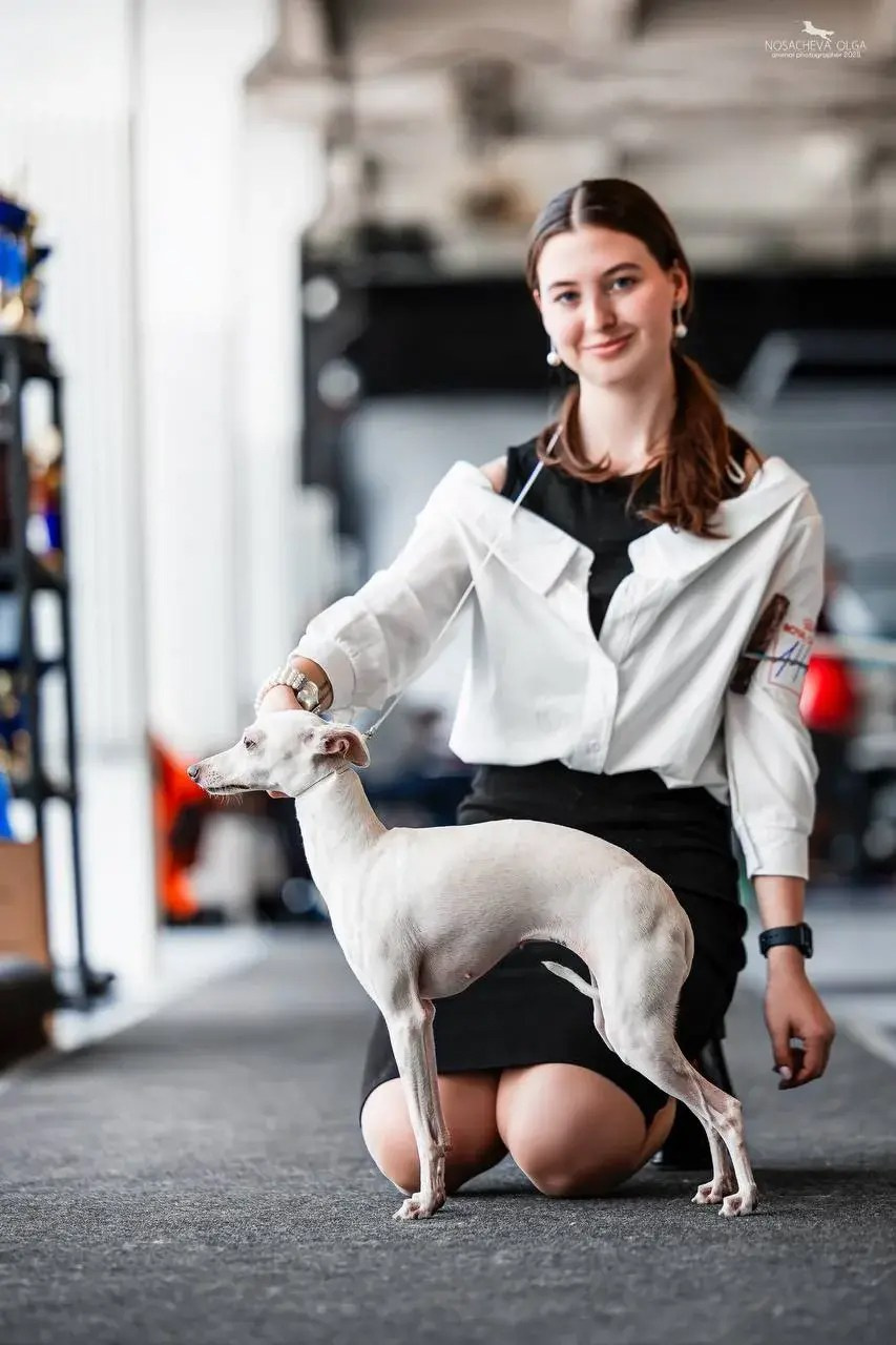 Красавица Цунами. Professional Italian Greyhound Kennel RKF/FCI ASTI SAPPHIRE 💎 Sochi|St. Petersburg