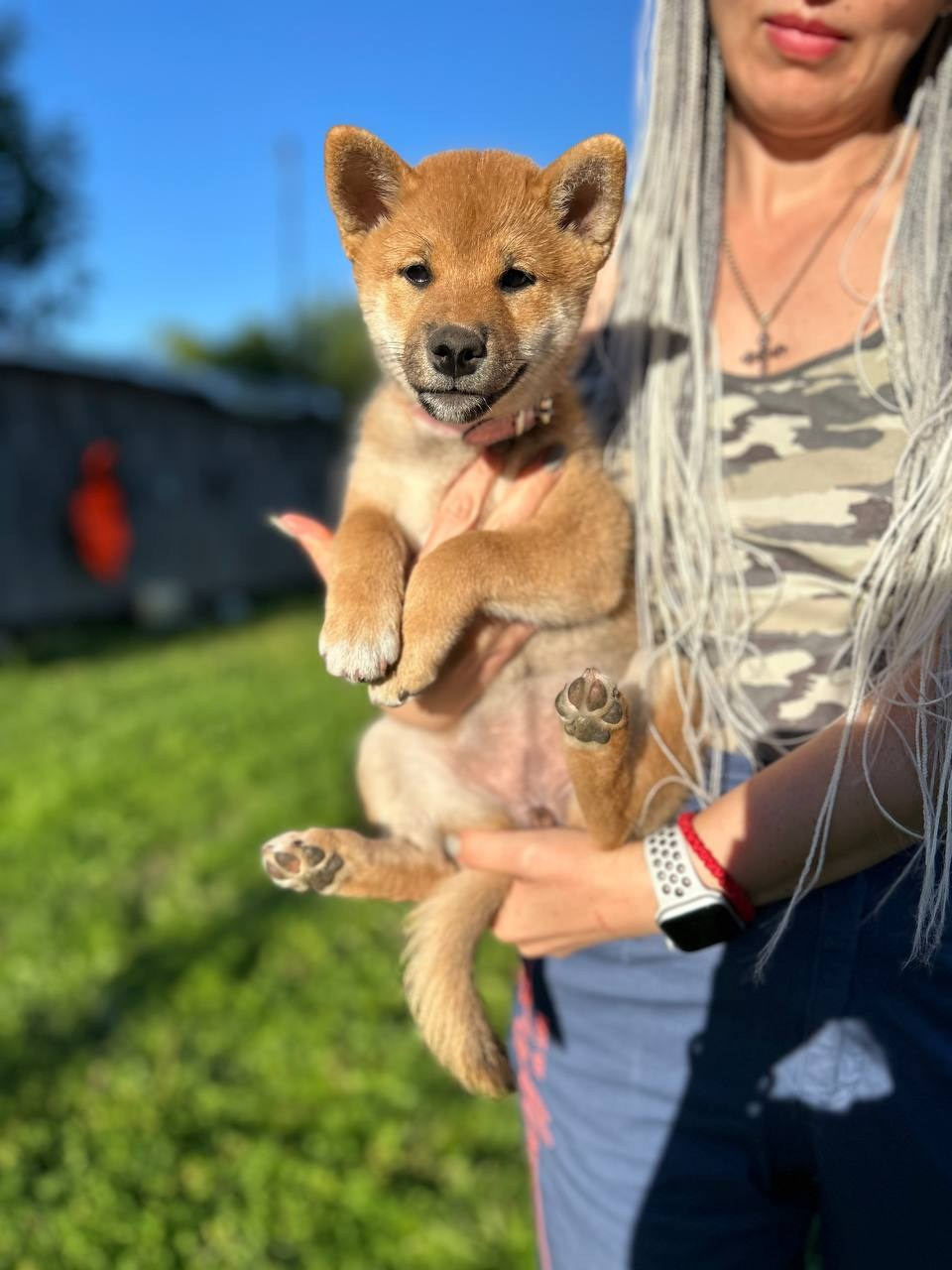 сиба питомник Рубилайт щенки на продажу rubylight  сиба щенки купить СПб Санкт-Петербург