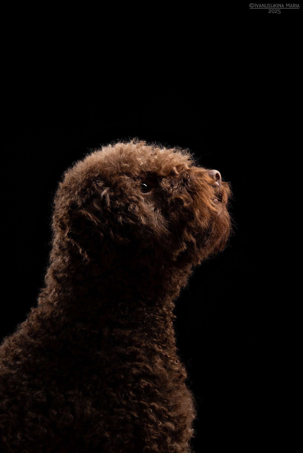 Фотосессия собаки в студии. Фотограф собак в Москве и Московской области Иванушкина Мария