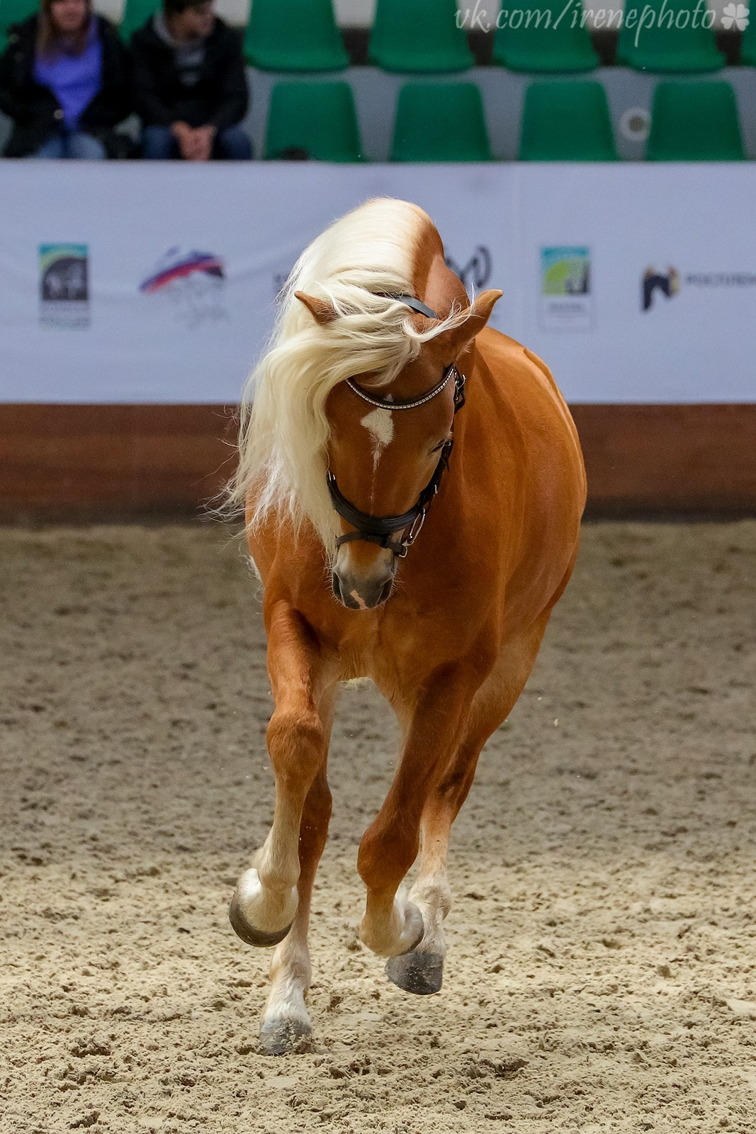 Конная Россия 2023. Irenephoto.ru