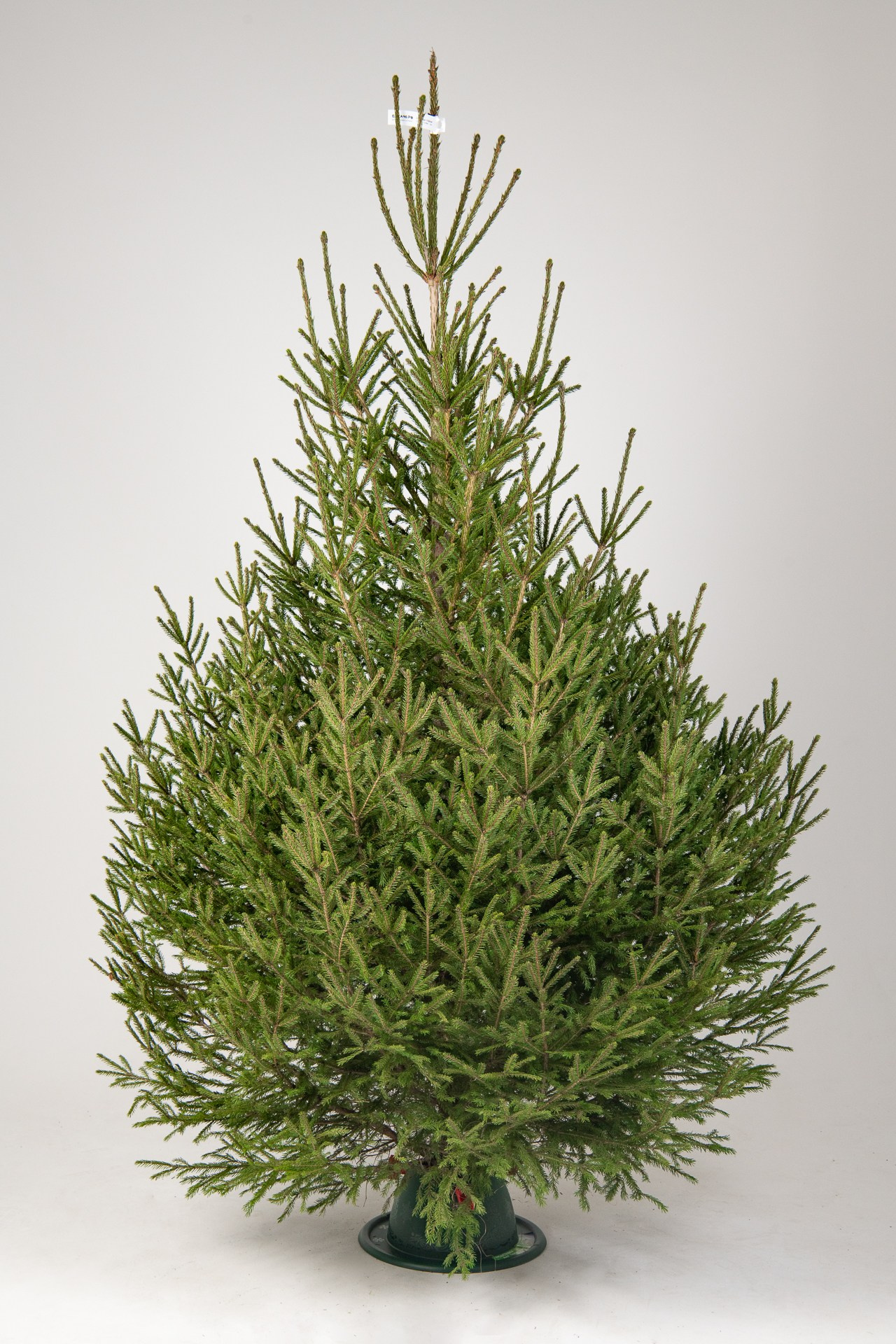 Предметная съемка елок. Фомина Елена Свадебный и семейный фотограф