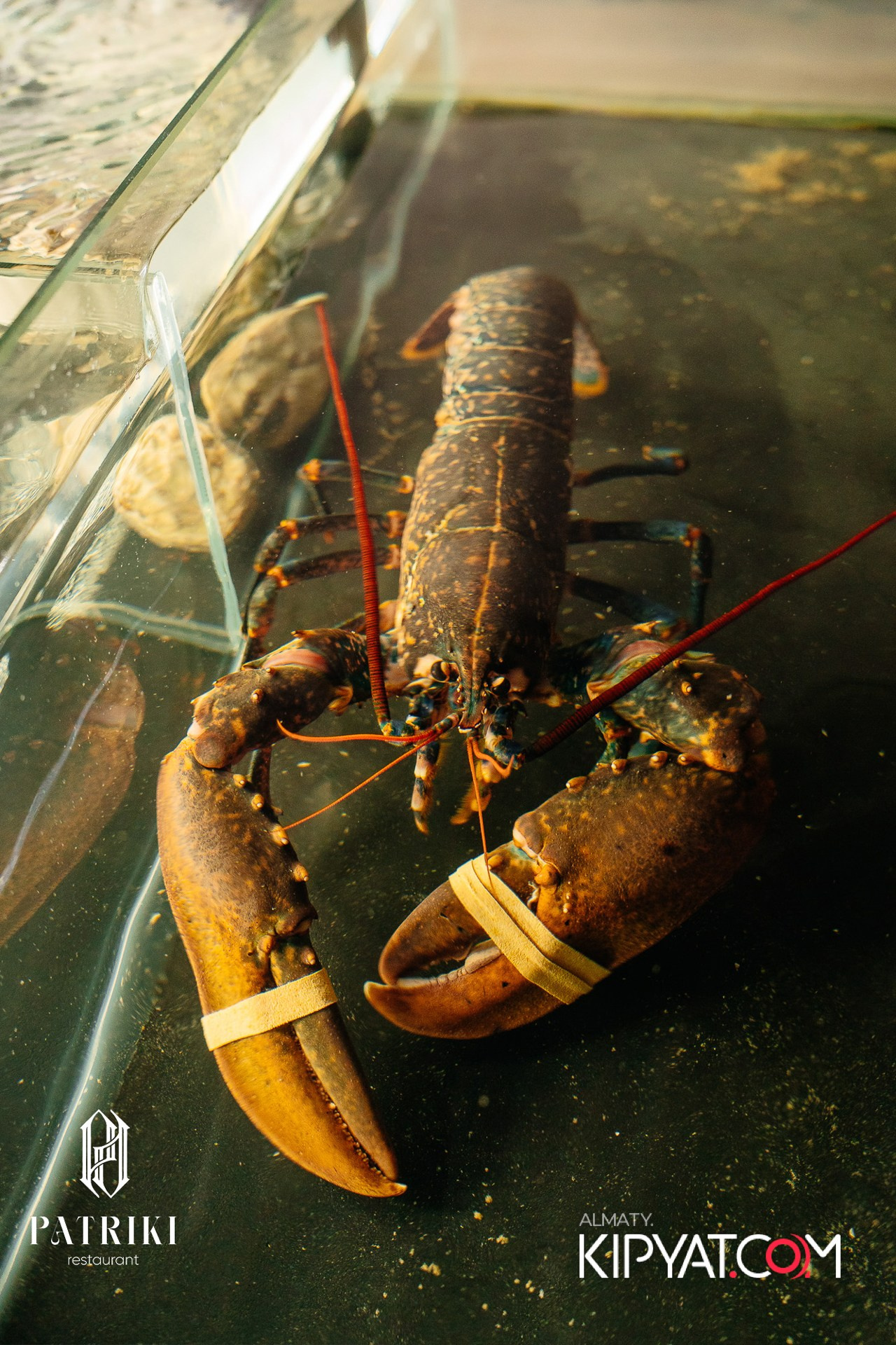 PATRIKI RESTAURANT. КИПЯТКОМ АЛМАТЫ! Фотосъемка мероприятий в Алматы