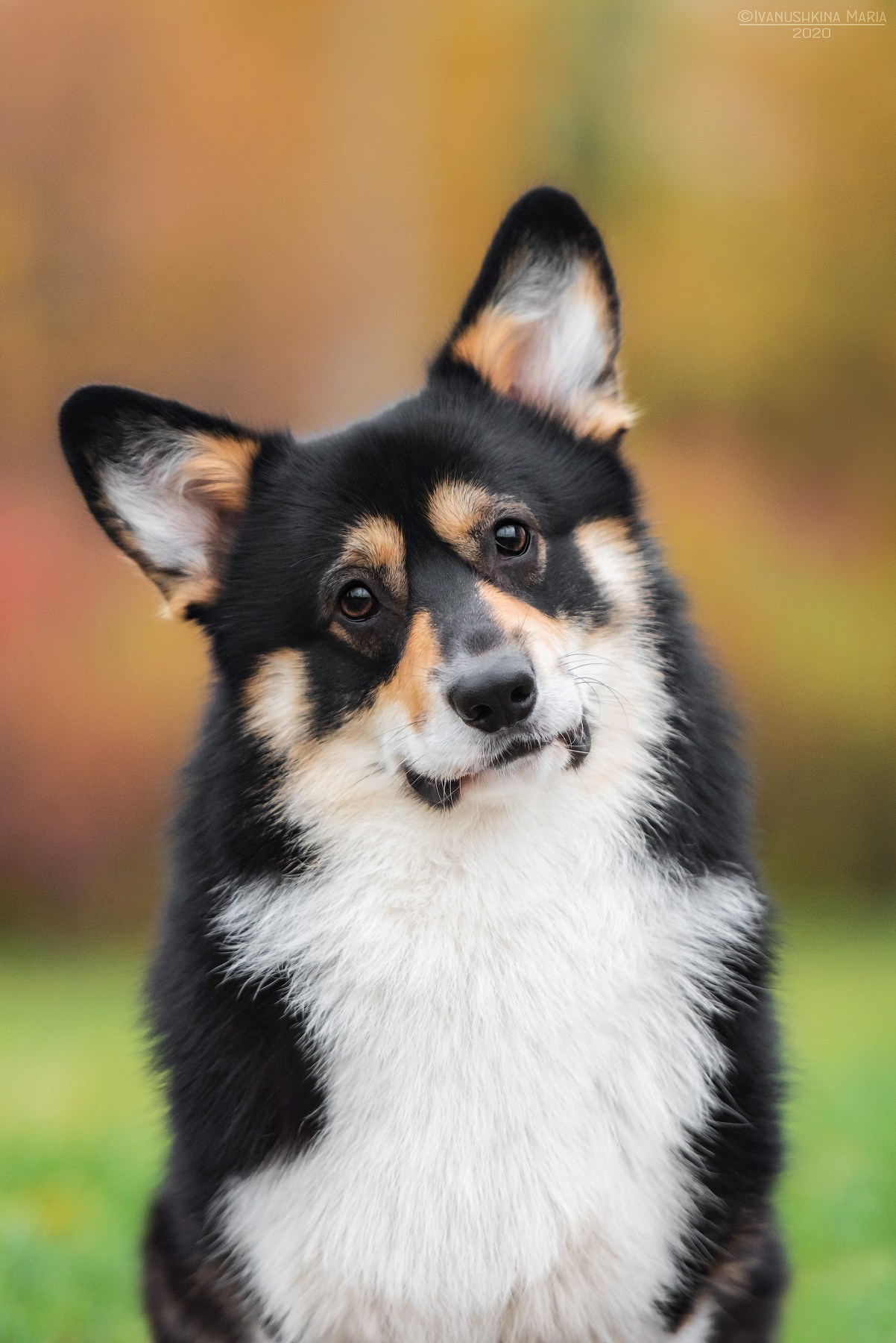 Фотограф-анималист. Фотограф собак в Москве и Московской области Иванушкина Мария