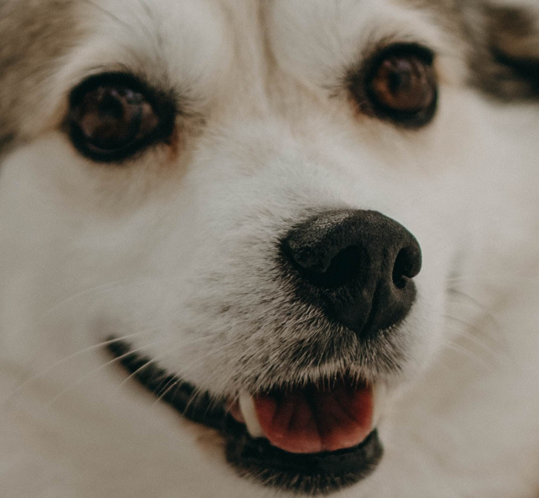 Варвара и Шелби. Фотограф-анималист в Екатеринбурге | Кристина