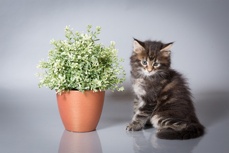 Фото животных для выставки для продажи. Фотограф Ижевск Филипп Усков