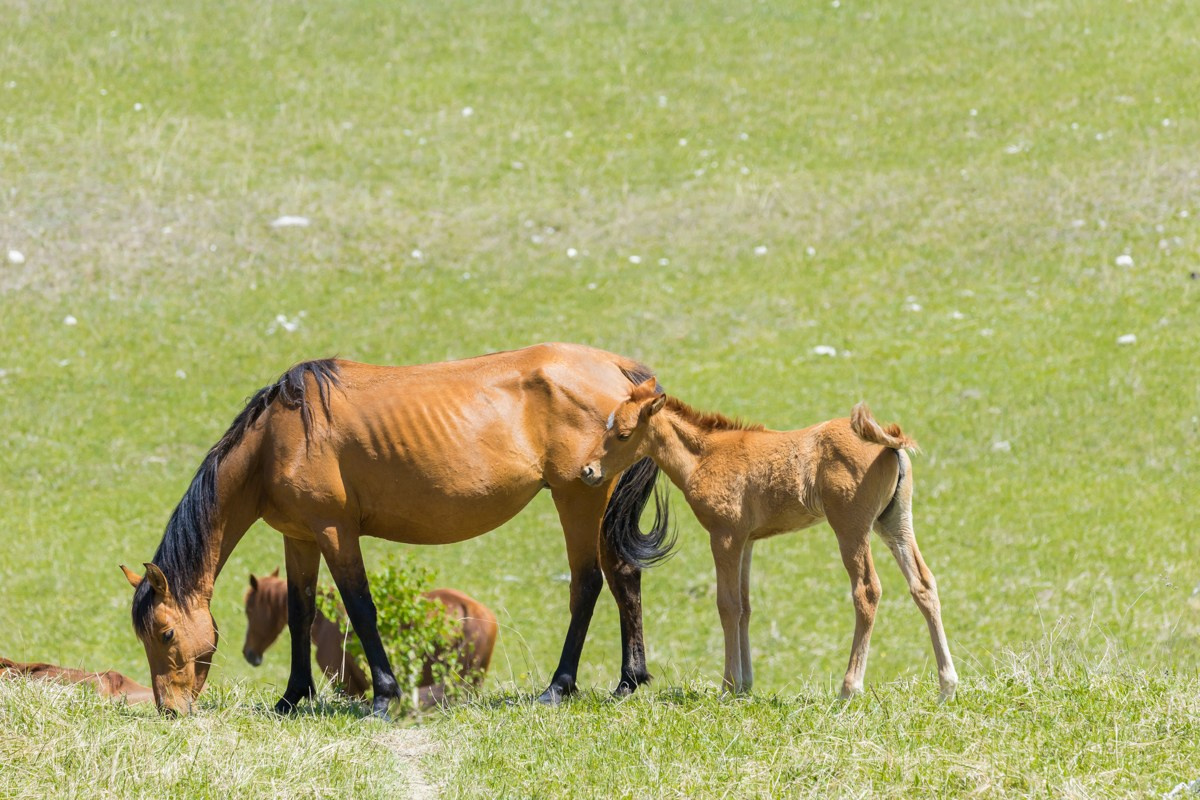 Животные. Photomantis