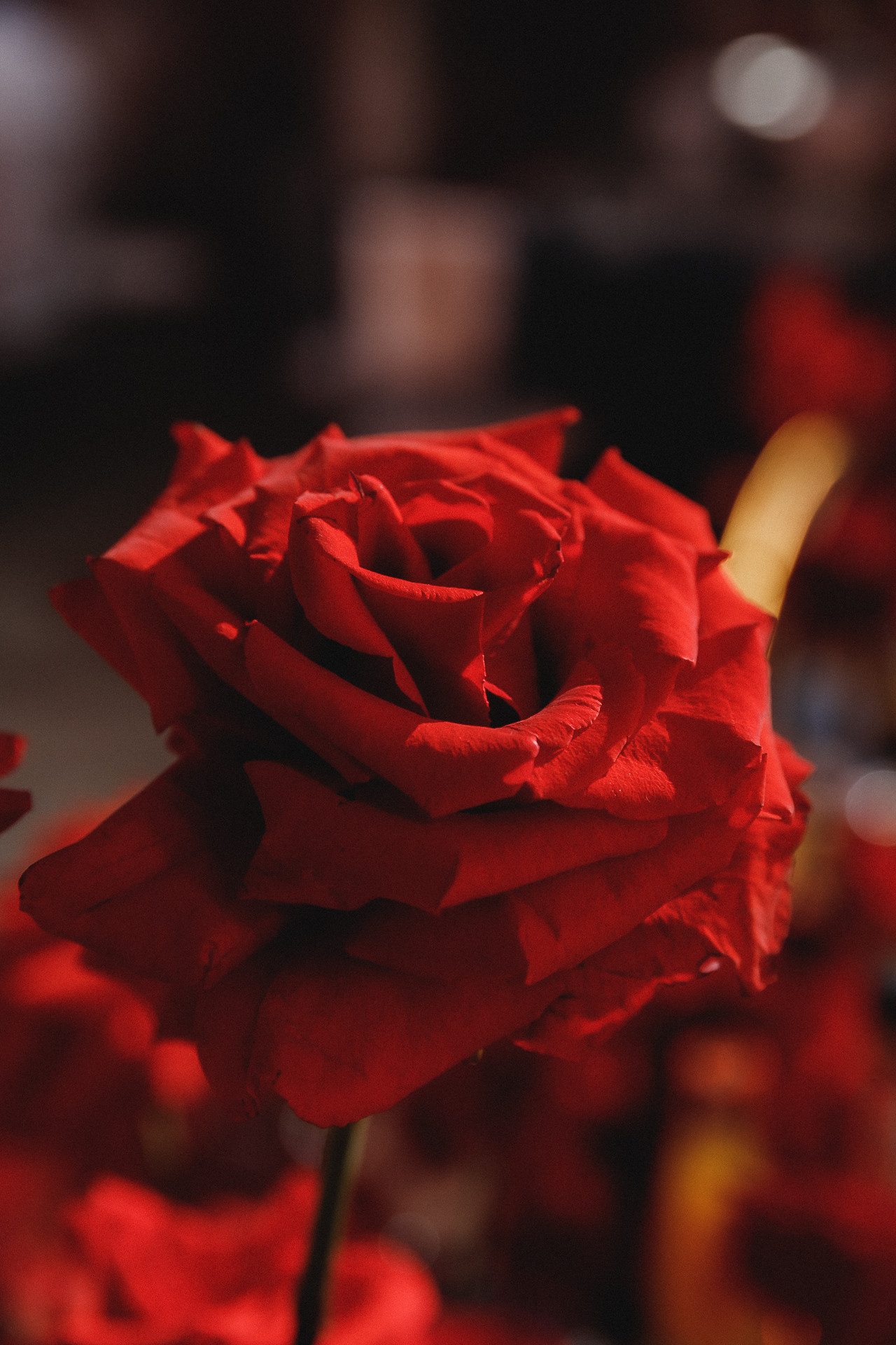 Асянди. Цирк 🎪. Фотограф в Волгограде — Александра Искандерова