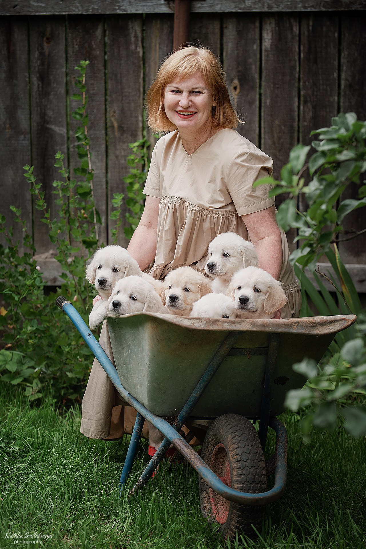 Голден ретривер (щенки). Фотограф-анималист Наталья Светличная