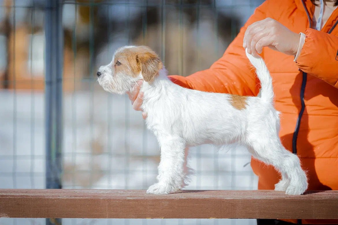 Сука 1. Lovely Orange kennel Jack Russell Terrier FCI/RKF