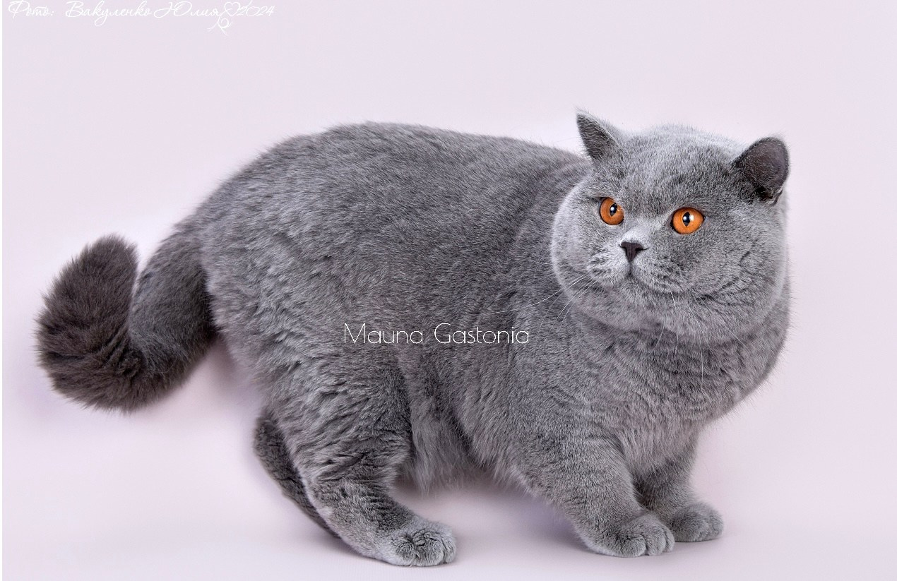 Jacob. Mauna Gastonia