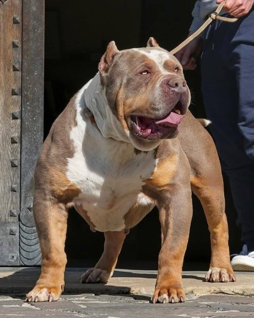 Mako’s GRANDBAR. Американские булли XL в г. Калининград. Питомник Great Bully UNIVERSE